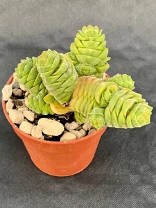 Crassula Columella Topf Ø 5,5 - Bild 1 von 1