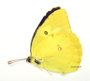 Unmounted Butterfly/Pieridae - Zerene cesonia cesonia, M, A1/A- - Picture 1 of 1