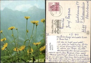 431177,Gelbe Wiesen-Blumen pub SOS Kinderdorf - Picture 1 of 1