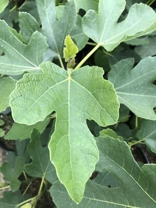 Fig Goutte D’Or 3L Plant 40-60cm edible fruit plant - Picture 1 of 3