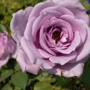 One (1) BLUE GIRL ROSE - Live Plant about 18-28" Tall - Picture 1 of 6