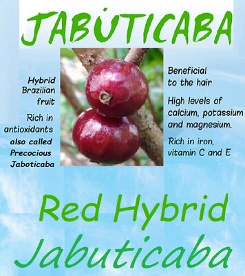 ~RED Hybrid Jaboticaba~ Plinia Pitrantha Dwarf Grape Fruit Tree 2 yrs old Plant - Image 1 of 4