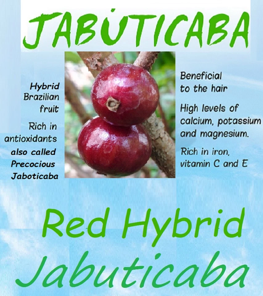 ~RED Hybrid Jaboticaba~ Plinia Pitrantha Dwarf Grape Fruit Tree 2 yrs old Plant - Image 1 of 4