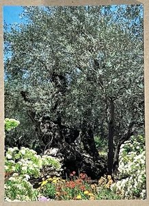 Ancient Olive Tree in the Holy Land Israel - Vintage Postcard - Picture 1 of 2