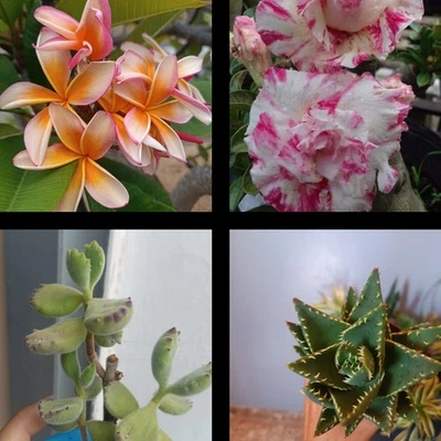Esqueje De Plumeria Naranja, 1 Rosa Del Desierto, 1 Aloe Y  1 Cotyledon - Imagen 1 de 3