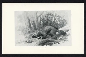 Wolverine, American game animal illustration, 1898 hunting print - Picture 1 of 3