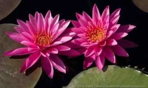 Nymphaea "Pink Sensation" Premium Water Lily Pond Plant - Picture 1 of 3