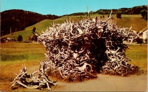 Postal La Casa de las Astas en Mammoth Yellowstone Park - Imagen 1 de 2