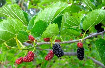 Red Mulberry Tree – Morus Rubra - Not Dwarf - Image 1 of 4