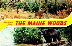 Greetings from THE MAINE WOODS Deer and Bear multi view Animal Postcard - Picture 1 of 2