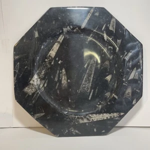 Orthoceras Fossil Plate Morocco 450 Million Years Old - Picture 1 of 10