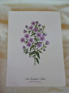 12” x 8 3/4” Art Print of New England Aster Aster Novae-Angliae on Cream Paper - Picture 1 of 4