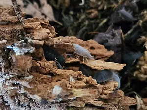 Combination - Isopods 15+ and Springtail 100+ Isopod & Springtails- FOOD Inc - Picture 1 of 2