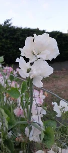 40 Sweet pea White Frills seeds, White Fragrant bunched flowers long flowering - Picture 1 of 6