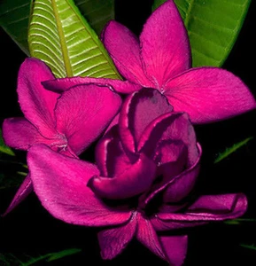 Plumeria / Frangipani/ Seeds/Flowers/ Hightness Queen 100 Seeds Rare!! - Picture 1 of 6