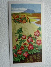 Glengettie Tea 1961 Wild Flowers Cards Card Variants (e30)