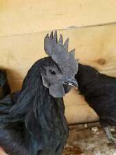 6 Ayam Cemani Hatching Eggs Npip/Ai Clean