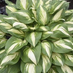 Hosta Shadowland Miss America x 5 Pack - 5cm Plug Plants - FREE Postage - Picture 1 of 8