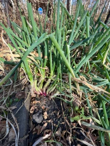 50 Perennial Red welsh onion seeds zone 4-10 - Picture 1 of 2