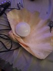 Seashell Lamp Homemade