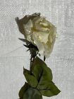 Pack X12 Stems Cream Lace Roses Artificial Silk Flowers Clearance