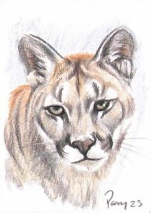 Original Miniature Drawing Cougar Big Cat Sketch Animal ACEO Parry Johnson 29223