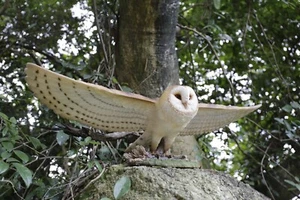 Clearance-Barn Owl Flying Garden Statue Garden Yard Decor Gift Option - Picture 1 of 8