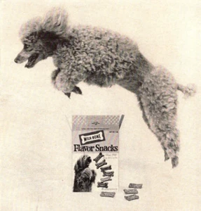 Anuncio impreso 1964 sabor hueso leche bocadillos galletas perro caniche miniatura salto vintage - Imagen 1 de 2