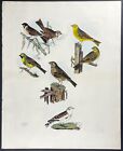 1864 Selby Antique Elephant Folio H C Print Various Bunting Birds Ornithology