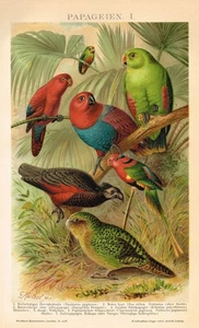 PARROTS Antique Print 1898 Original ChromoLithograph psittacines Birds Animals - Picture 1 of 7