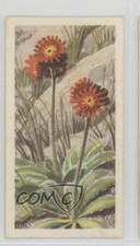 1964 Brooke Bond Wild Flowers Series 3 Orange Hawkweed #30 4az