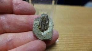 GEOLOGICAL ENTERPRISES Silur Fossil Trilobit Coronocephalus Rex China - Bild 1 von 4