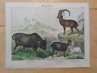 Orig.(1886, Schubert) chromolithography buffalo house goat Capricorn
