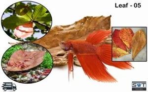 5 Leaf PCS Indian Almond Leaves Catappa Ketapang Leaf Fish Aquarium Shrimp Betta - Picture 1 of 7