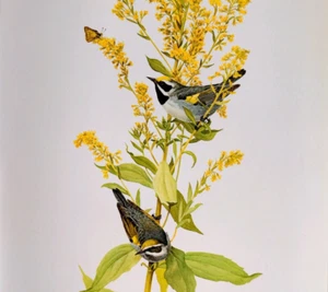 Placa de libro con impresión artística vintage J F Lansdowne Birds curruca de alas doradas 77 - Imagen 1 de 3