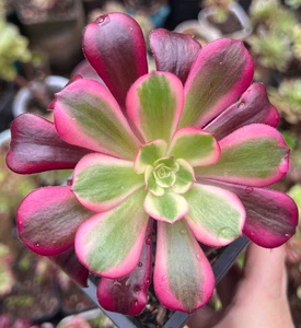 AEONIUM VARIEGATED "MEDUSA"- 10CM SINGLE HEAD PLANTS 8-23 - Picture 1 of 1