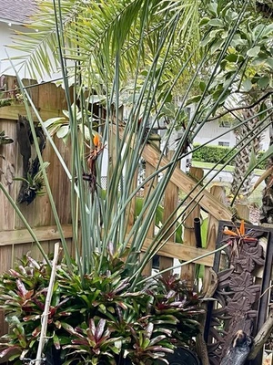 Leafless Bird Of Paradise Strelitizia Juncoes - Image 1 of 4