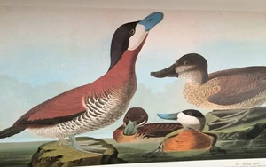 Ruddy Duck Audubon Druck 11,5" x 15" Lithographie 82 - Bild 1 von 7