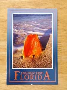 VINTAGE GREETINGS FROM FLORIDA POSTCARD * 4 X 6 * SEASHELL ON THE BEACH - Picture 1 of 2