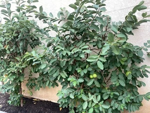 60 Pcs FRESH ORGANIC GUAVA LEAVES CALIFORNIA GROWN GREEN Tea - Picture 1 of 5