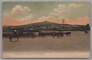 Fortaleza Cerro, Herd of Cattle with a Cowboy MONTEVIDEO Uruguay  1913 - Picture 1 of 2