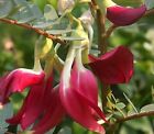 20 graines de Sesbania Grandiflora pour planter des graines de légumes (Agatha rouge)