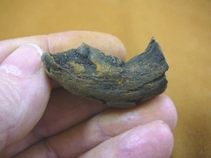 (PP462-50) 1-5/8" originale fossile TARTARUGA CACCA coprolite DUNG WEIRD WA stato doo - Foto 1 di 1