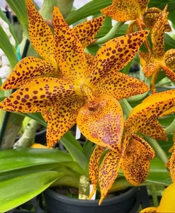 Cycnodes Leopards Gold. Bloomimg size catasetum type orchid hybrid. Seed... - Picture 1 of 5