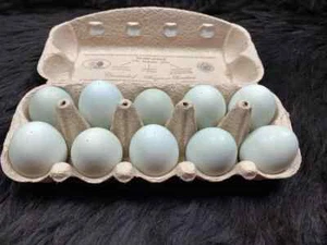 10 bunte natürliche ausgepustete Ostereier nicht gefärbt, natürlich, zu Ostern, - Bild 1 von 7