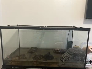 40 Gallon Turtle Tank/3 red eared slider turtles, everything in tank included. - Picture 1 of 3