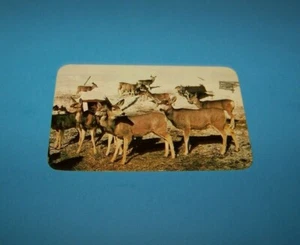 Wild Deer Rocky Mountain Region Vintage Postkarte - Bild 1 von 2
