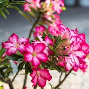 Desert Rose Bonsai Live Plant - 2ft Tall - Random Color - Adenium - No Ship CA - Picture 1 of 8