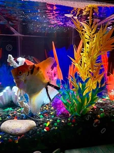 LED Aquarium Lights 20 Colors and Motion Options 24 inch Line Strip w/Remote - Picture 1 of 10