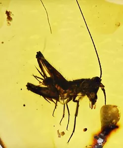 Raro Extinto Elcanidae (Saltamontes), inclusión fósil en ámbar birmano - Imagen 1 de 4